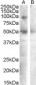 SULF2 Antibody (internal region)
